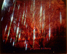 Sonoma rain Hologram by Nancy Gorglione and Greg Cherry